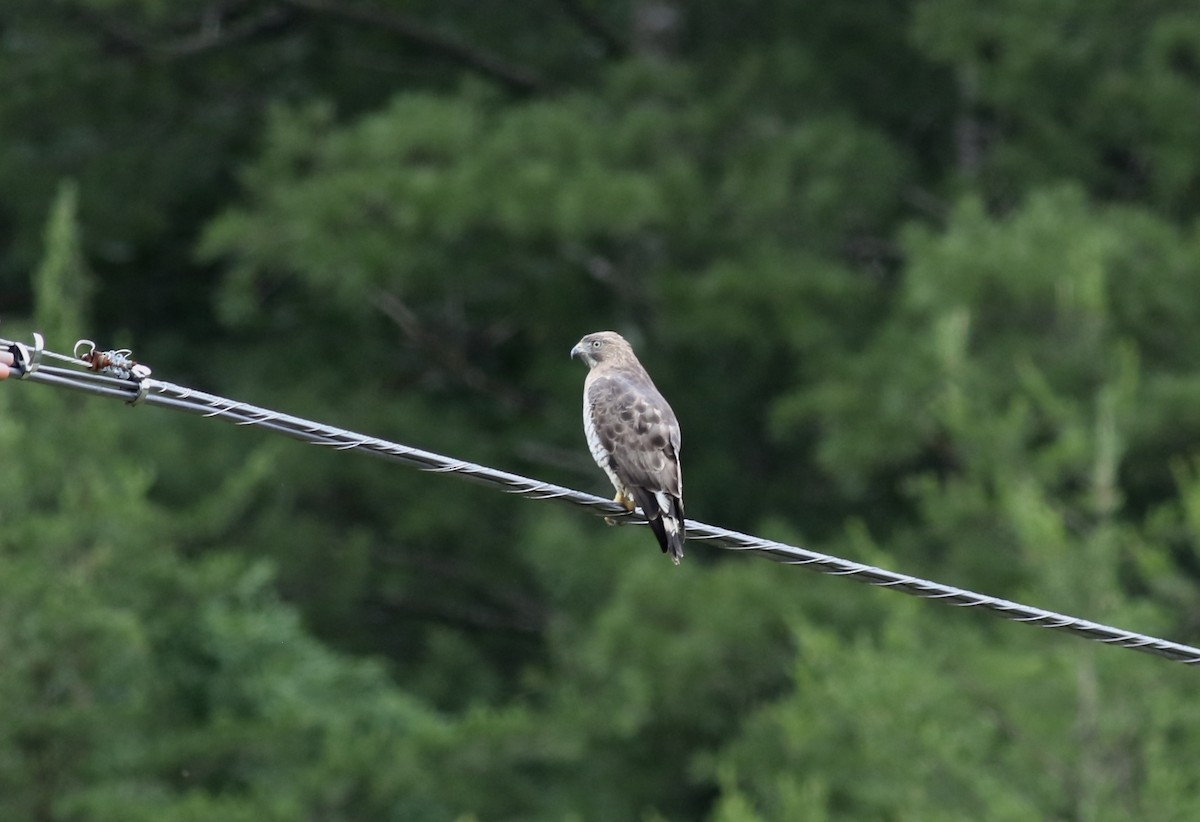 Broad-winged Hawk - ML246091741