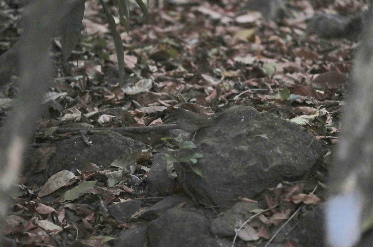 Orange-billed Nightingale-Thrush - ML246095921