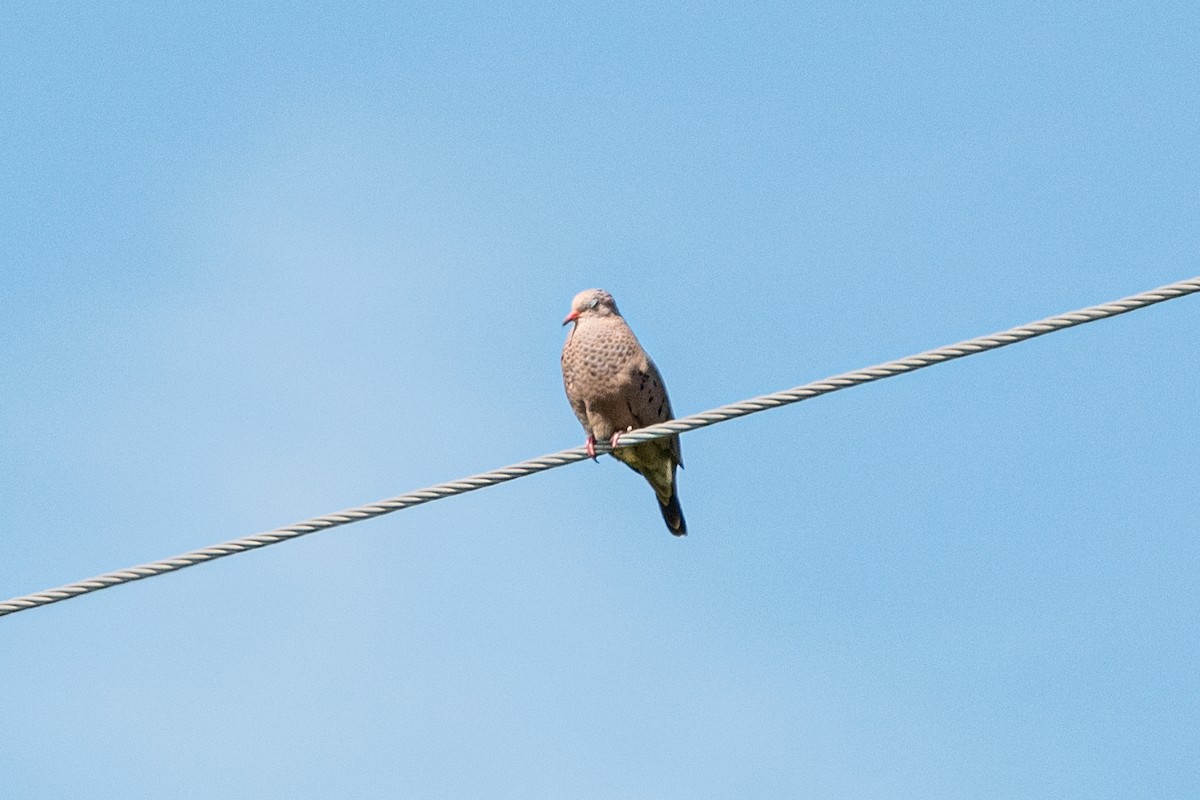 Common Ground Dove - Andrew Lydeard