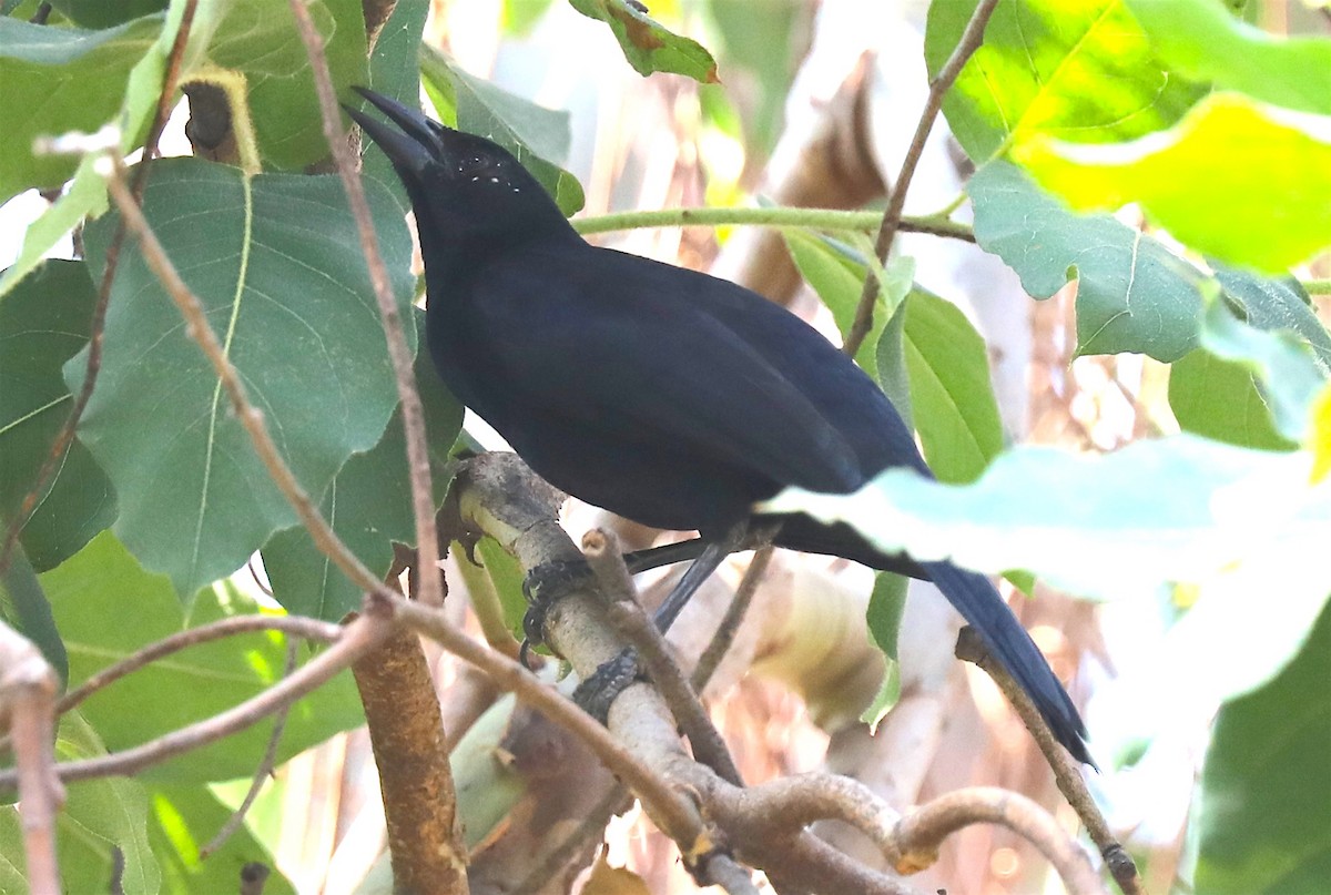 Melodious Blackbird - ML246096211