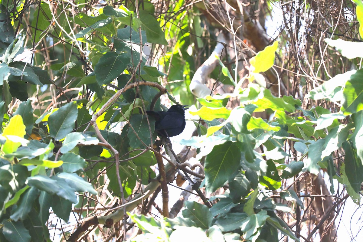 Melodious Blackbird - ML246096241
