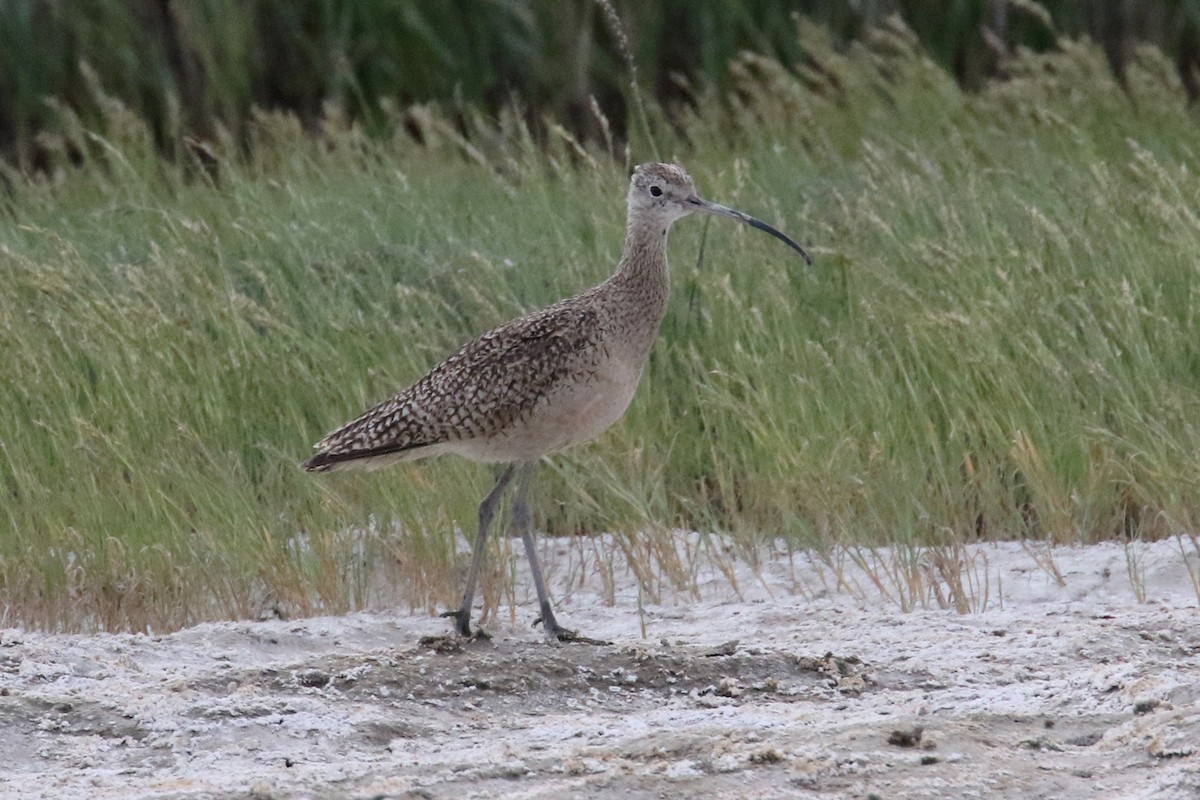 Long-billed Curlew - ML246096461