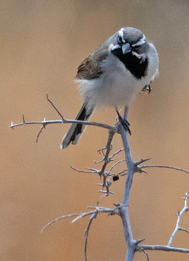 Black-throated Sparrow - ML246097211
