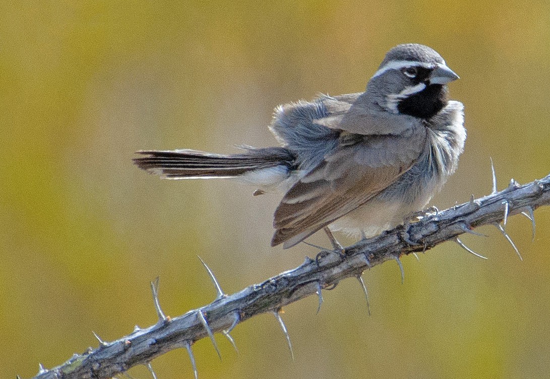 Black-throated Sparrow - ML246097251