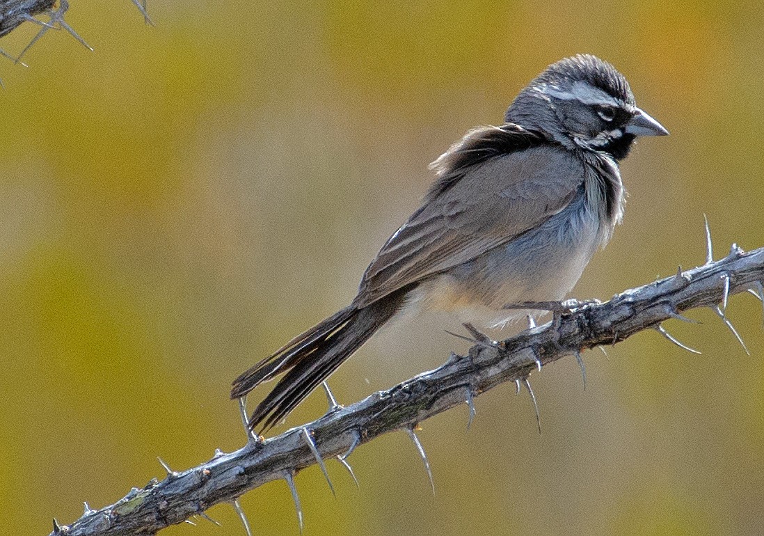 Black-throated Sparrow - ML246097261