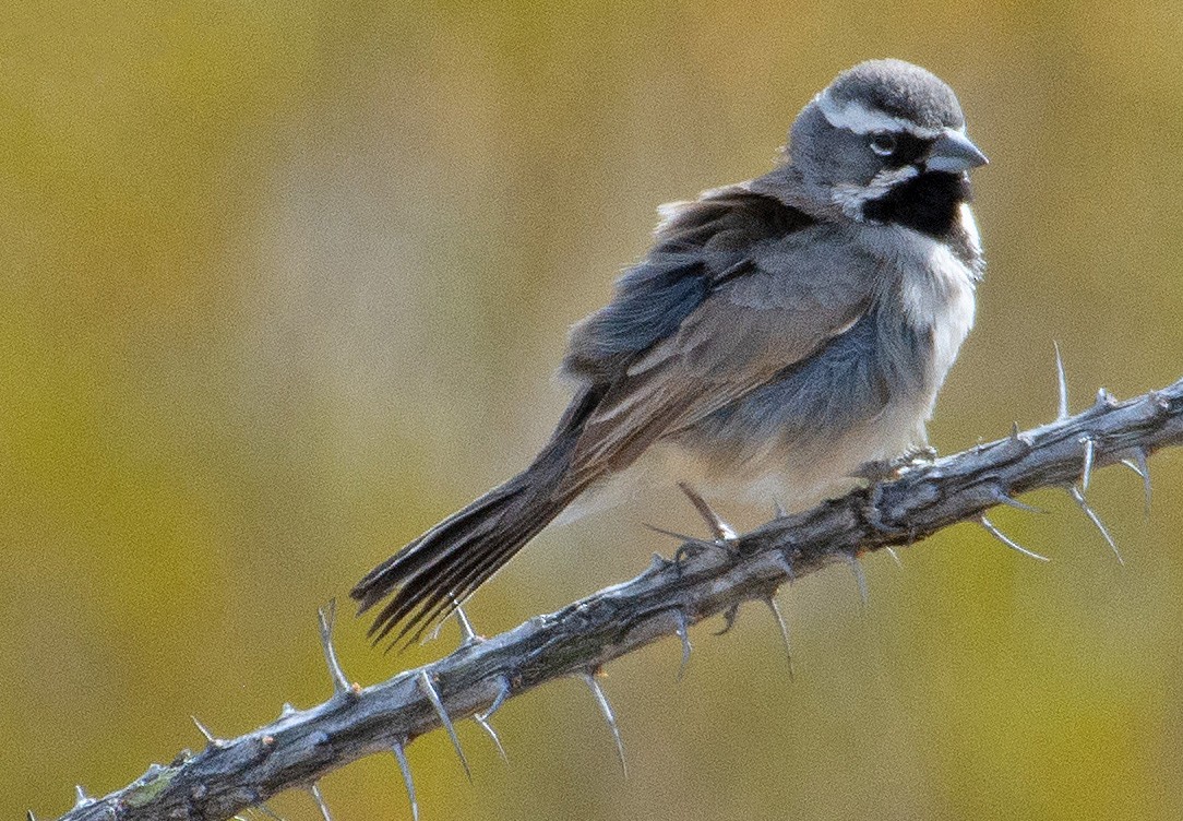 Black-throated Sparrow - ML246097271