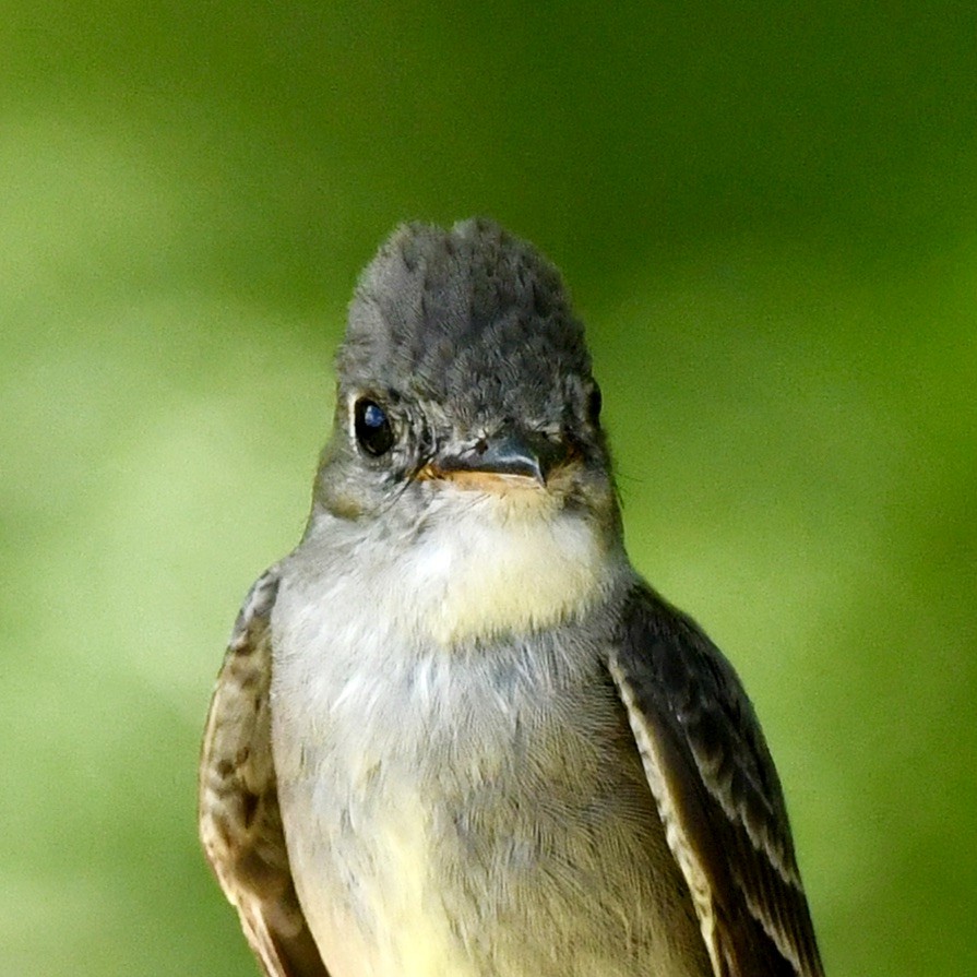 Eastern Wood-Pewee - Gary Harbour