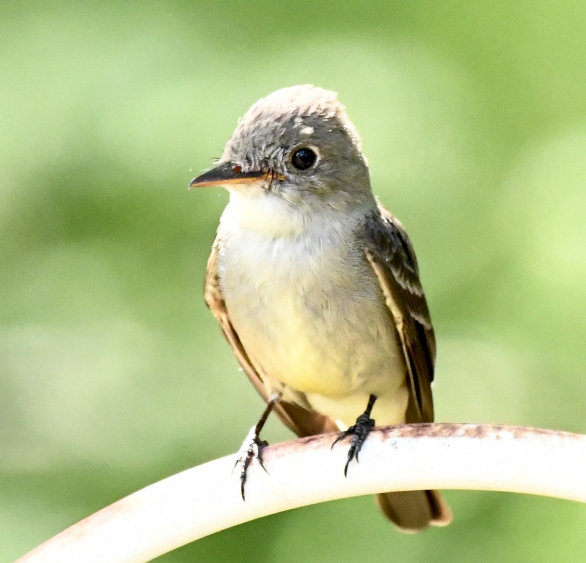 Eastern Wood-Pewee - Gary Harbour