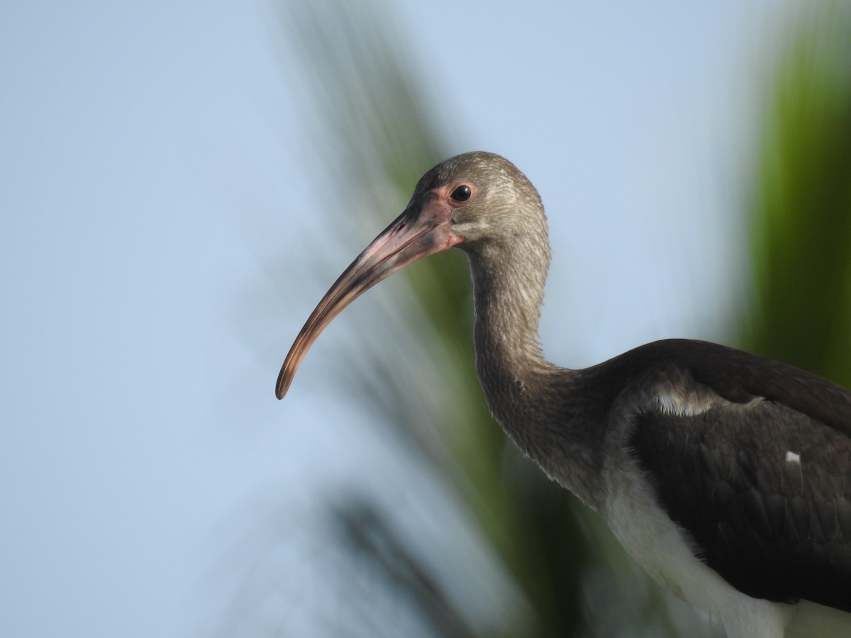 Ibis blanc - ML246098591