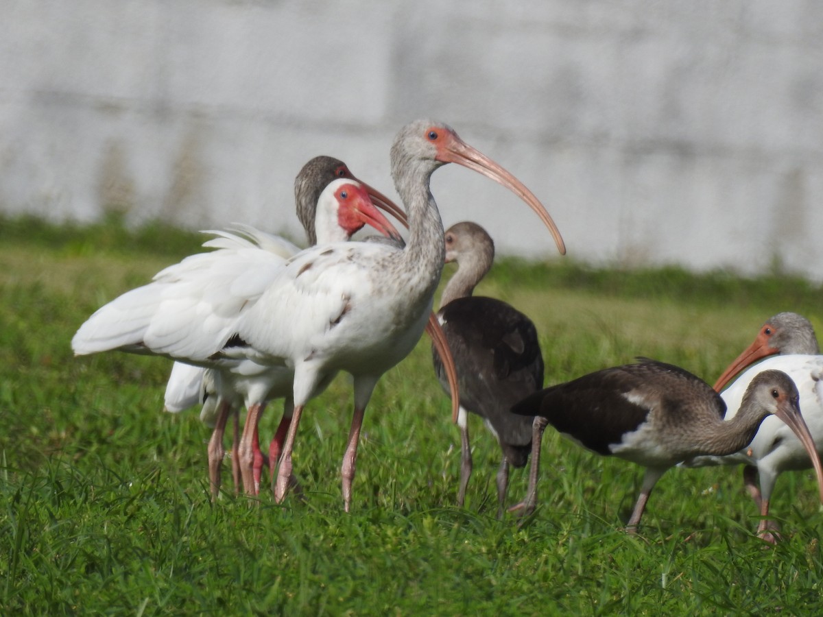 ibis bílý - ML246098601