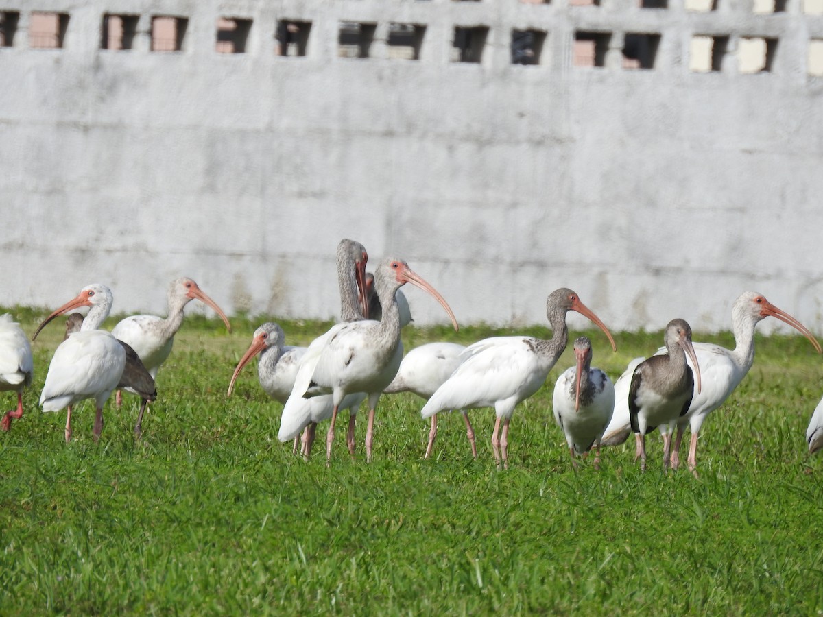 ibis bílý - ML246098611