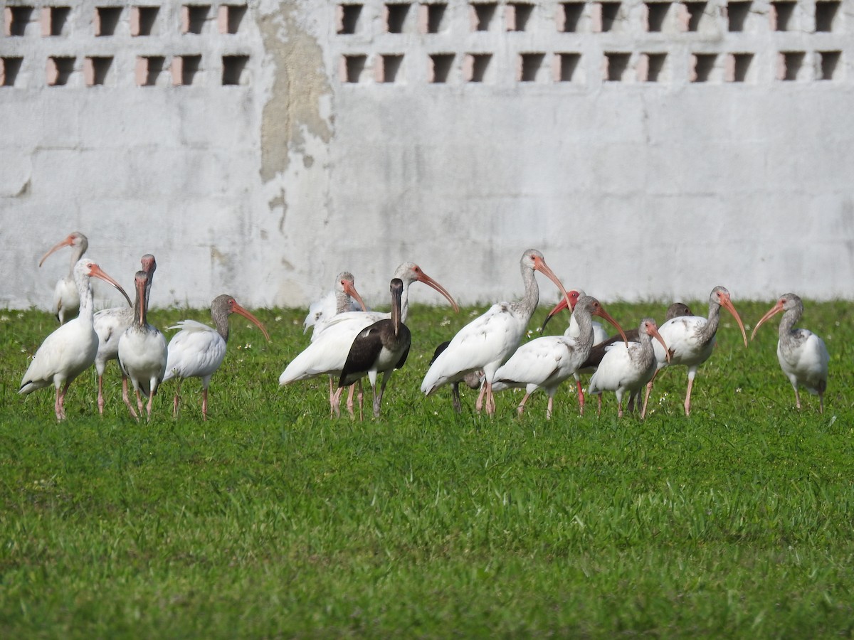 ibis bílý - ML246098621