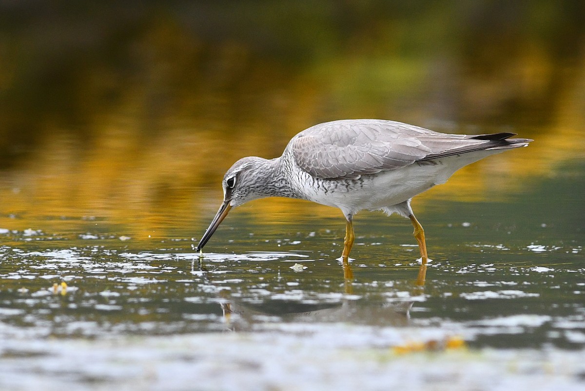 Gray-tailed Tattler - ML246098771