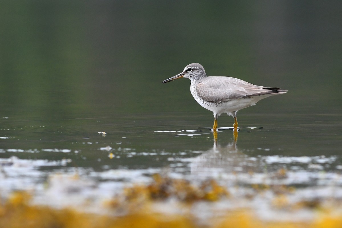 Gray-tailed Tattler - ML246098821