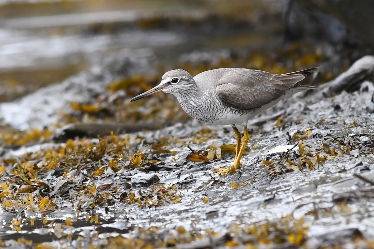 Gray-tailed Tattler - ML246098831