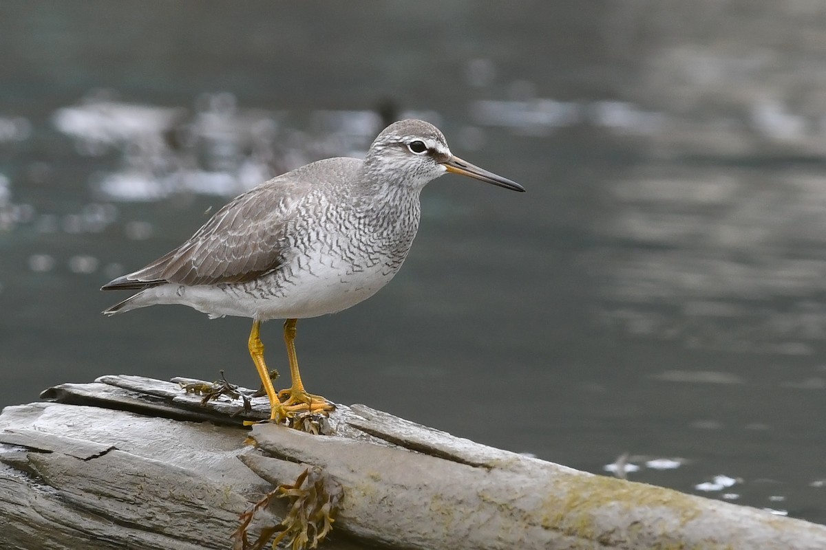 Gray-tailed Tattler - ML246098851