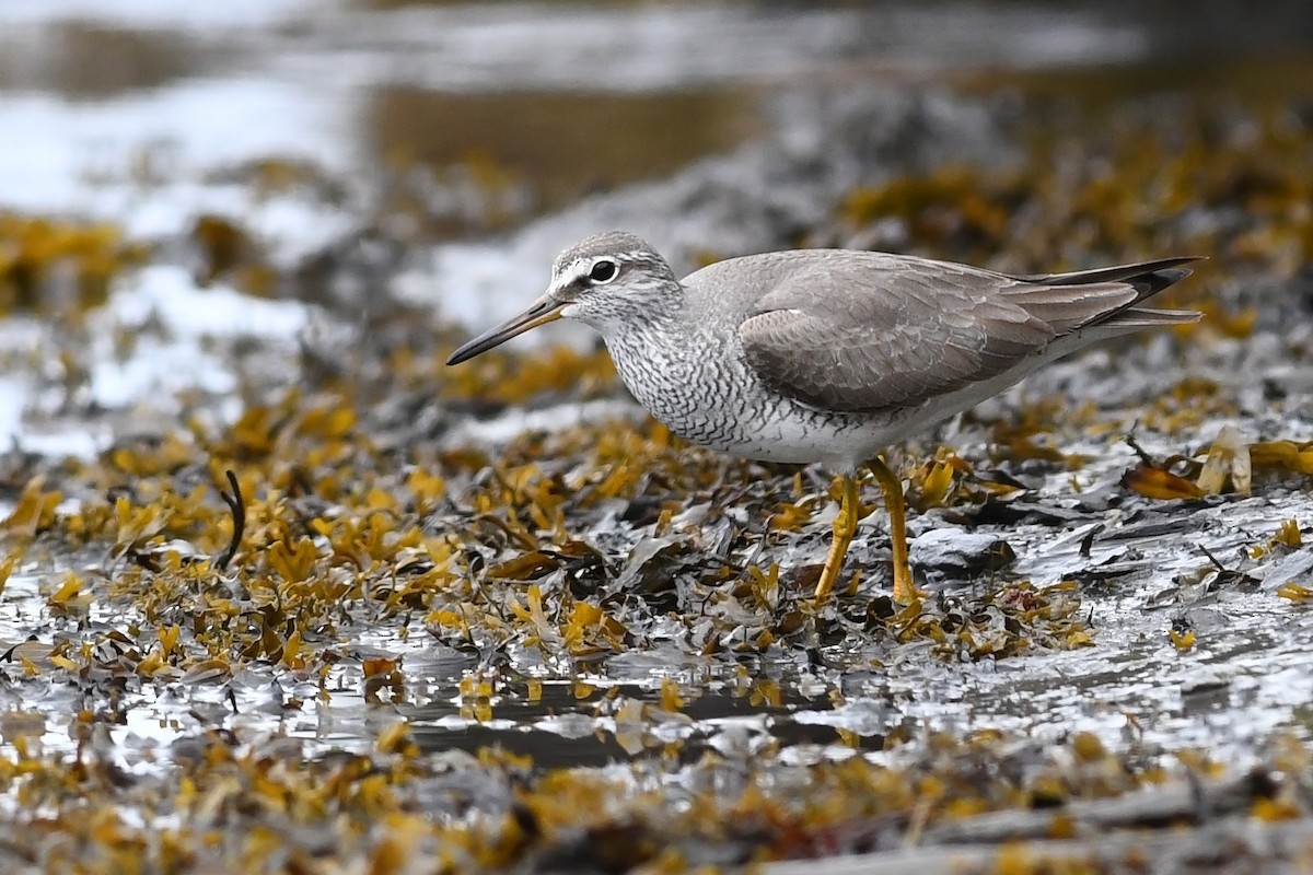 Gray-tailed Tattler - ML246098871