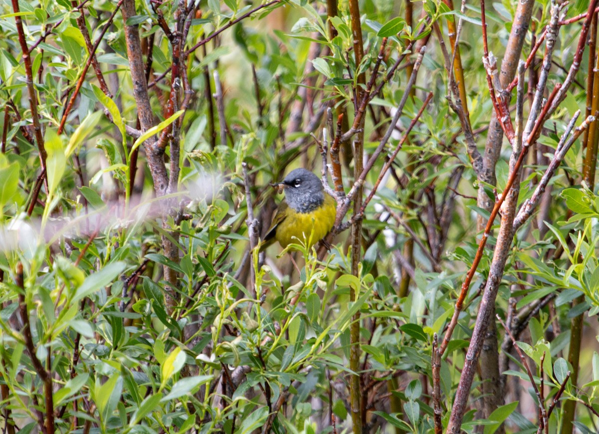 MacGillivray's Warbler - John Garrison