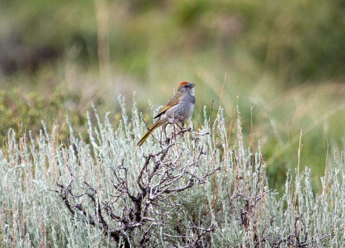 Green-tailed Towhee - John Garrison