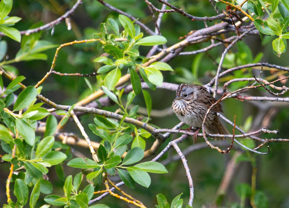 Lincoln's Sparrow - ML246099271