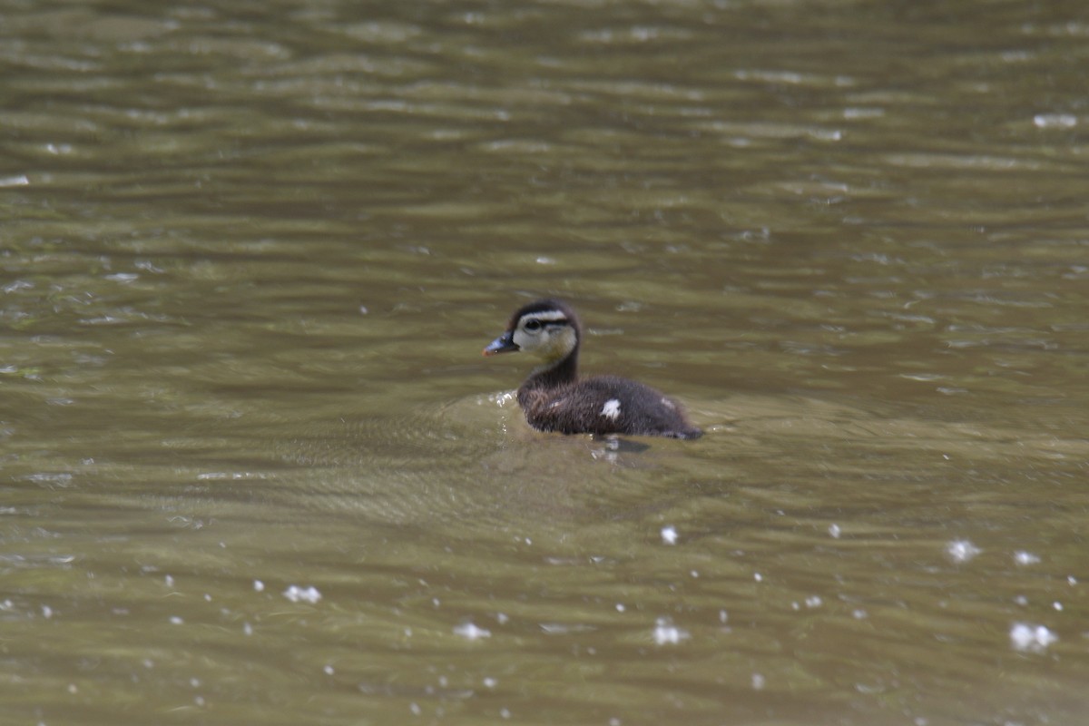 Wood Duck - france dallaire