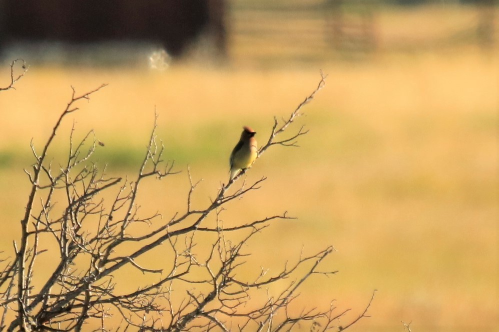 Cedar Waxwing - ML246102221