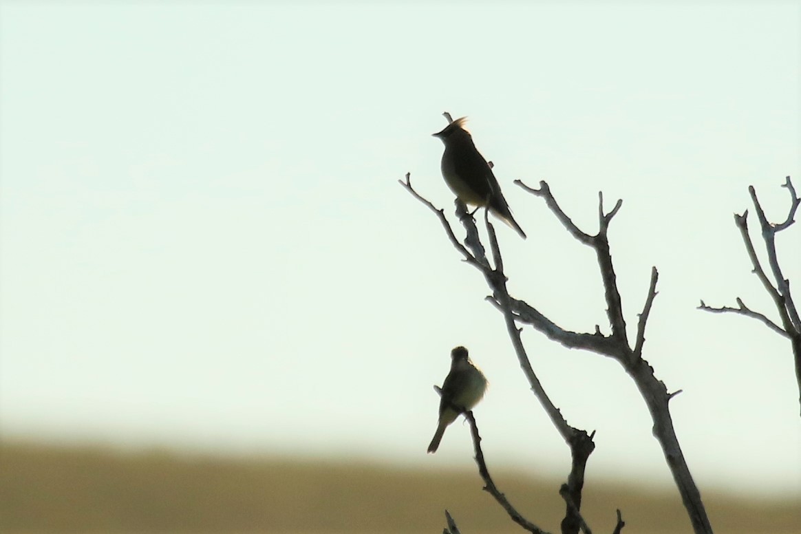 Cedar Waxwing - ML246102231