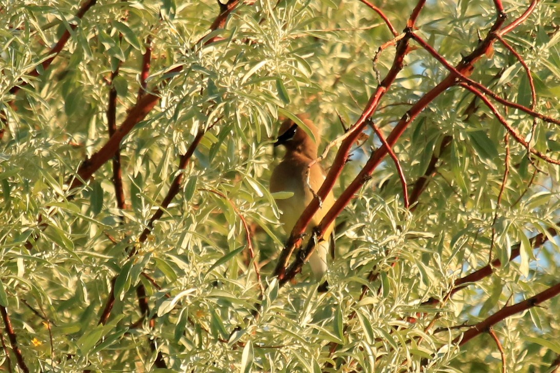 Cedar Waxwing - ML246102241