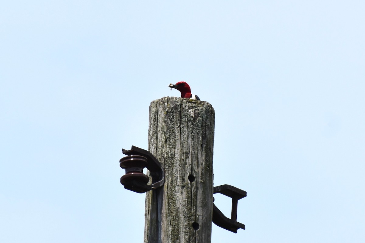 Pic à tête rouge - ML246102861