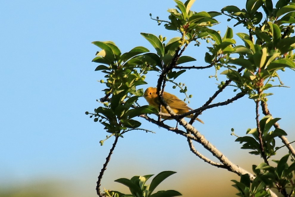 Yellow Warbler - ML246103851