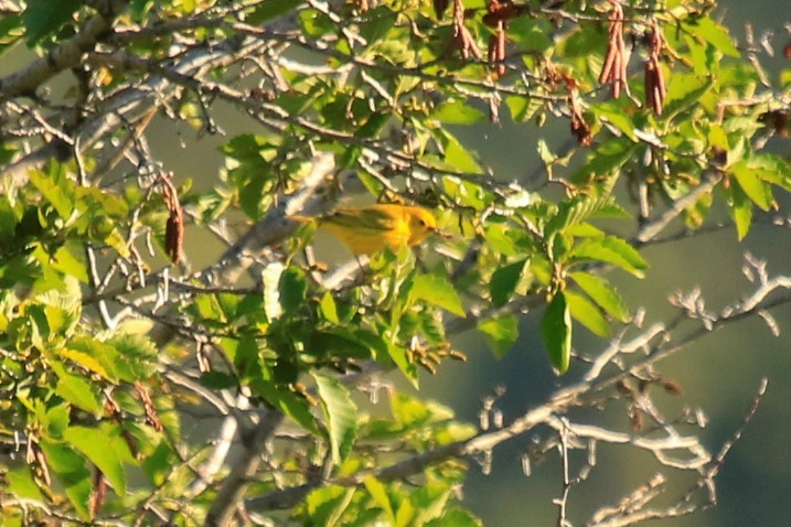 Yellow Warbler - ML246103871