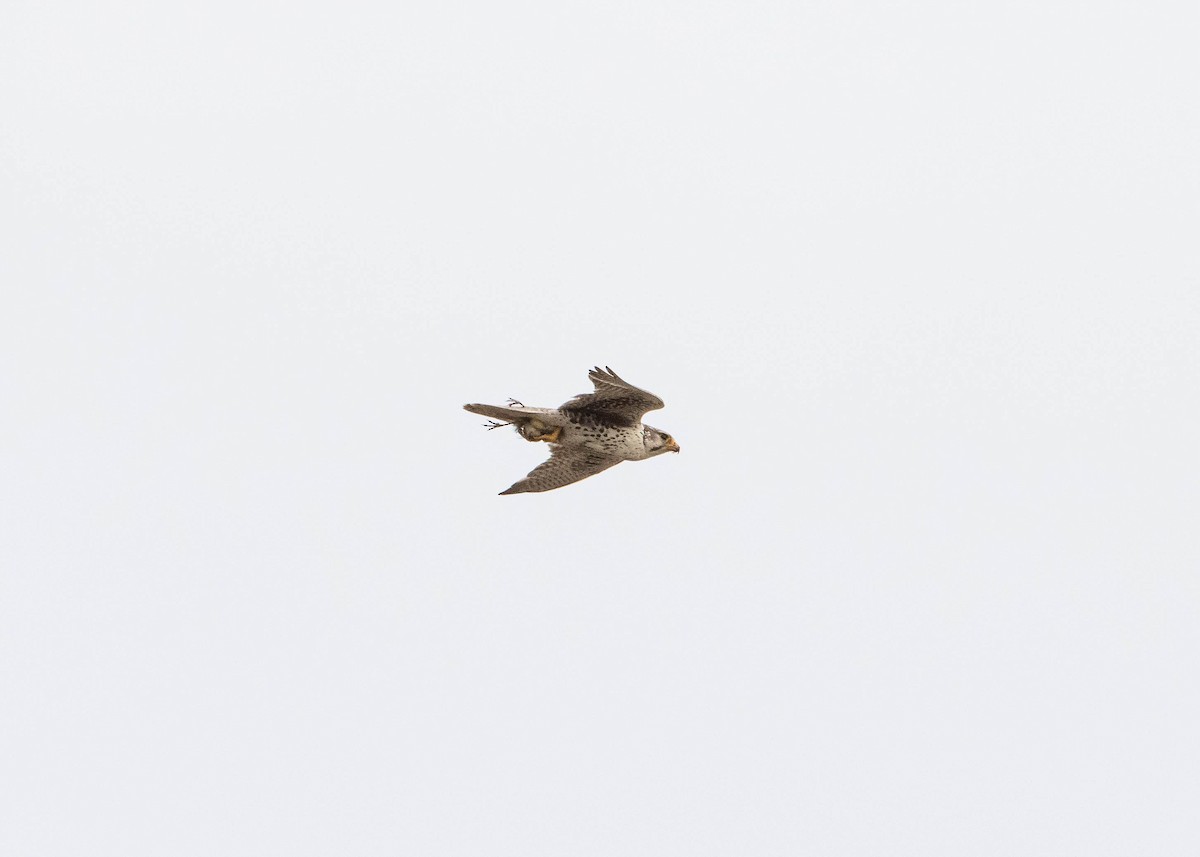 Prairie Falcon - ML246104871