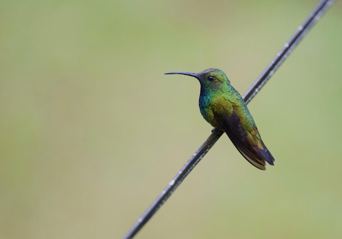 Green-breasted Mango - ML24610511