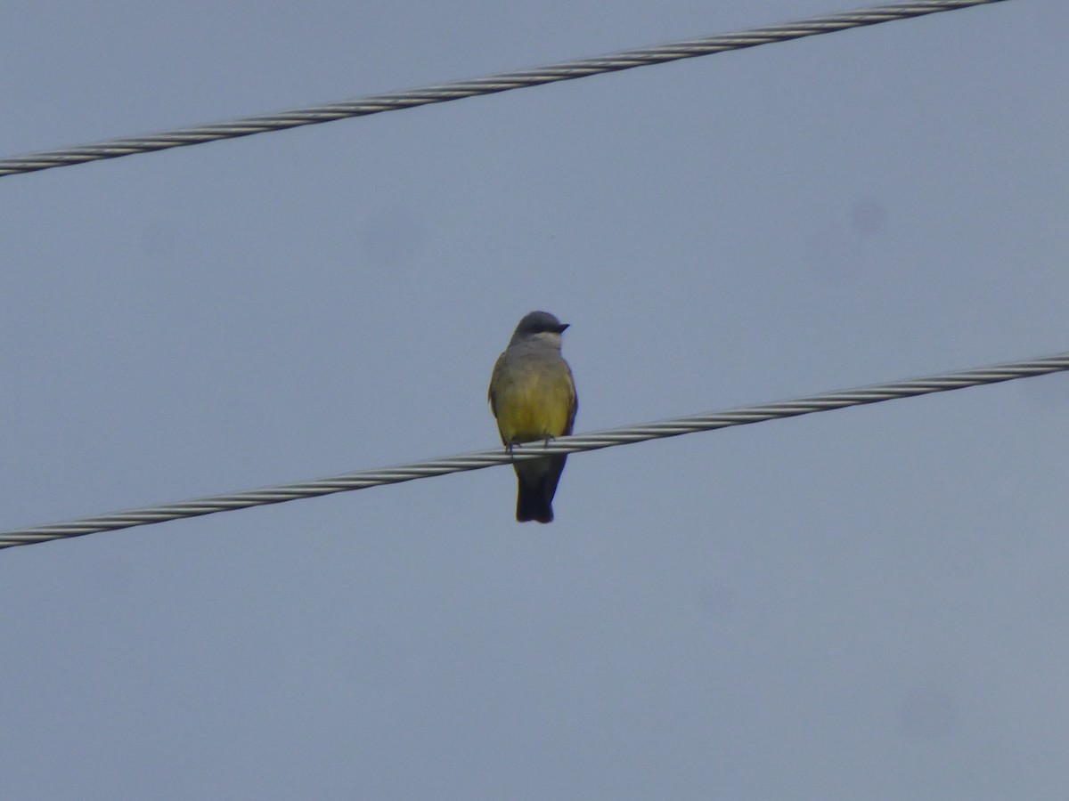 Western Kingbird - ML246106281