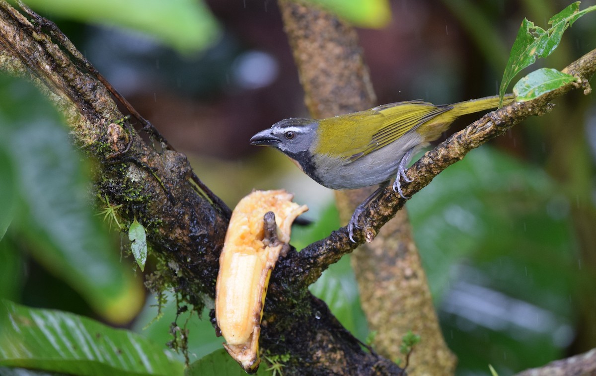 Buff-throated Saltator - Andy Reago &  Chrissy McClarren