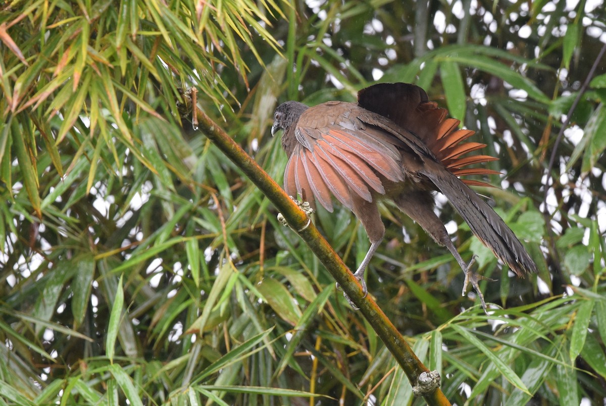 Gray-headed Chachalaca - Andy Reago &  Chrissy McClarren