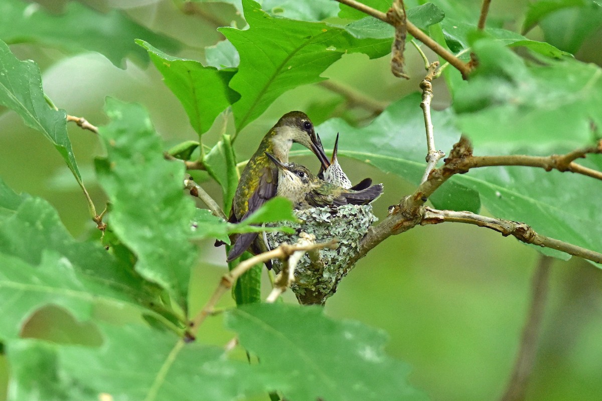Ruby-throated Hummingbird - Joel Trick