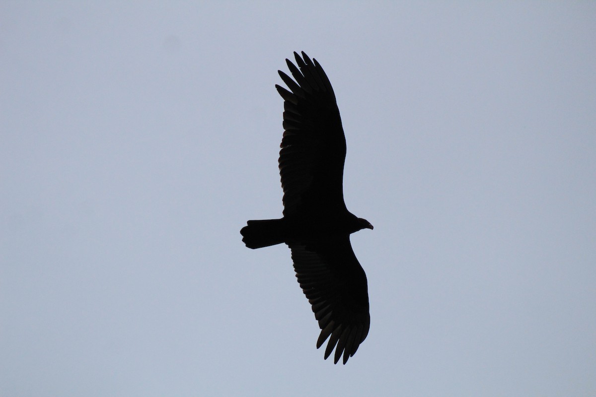 Turkey Vulture - ML246108371