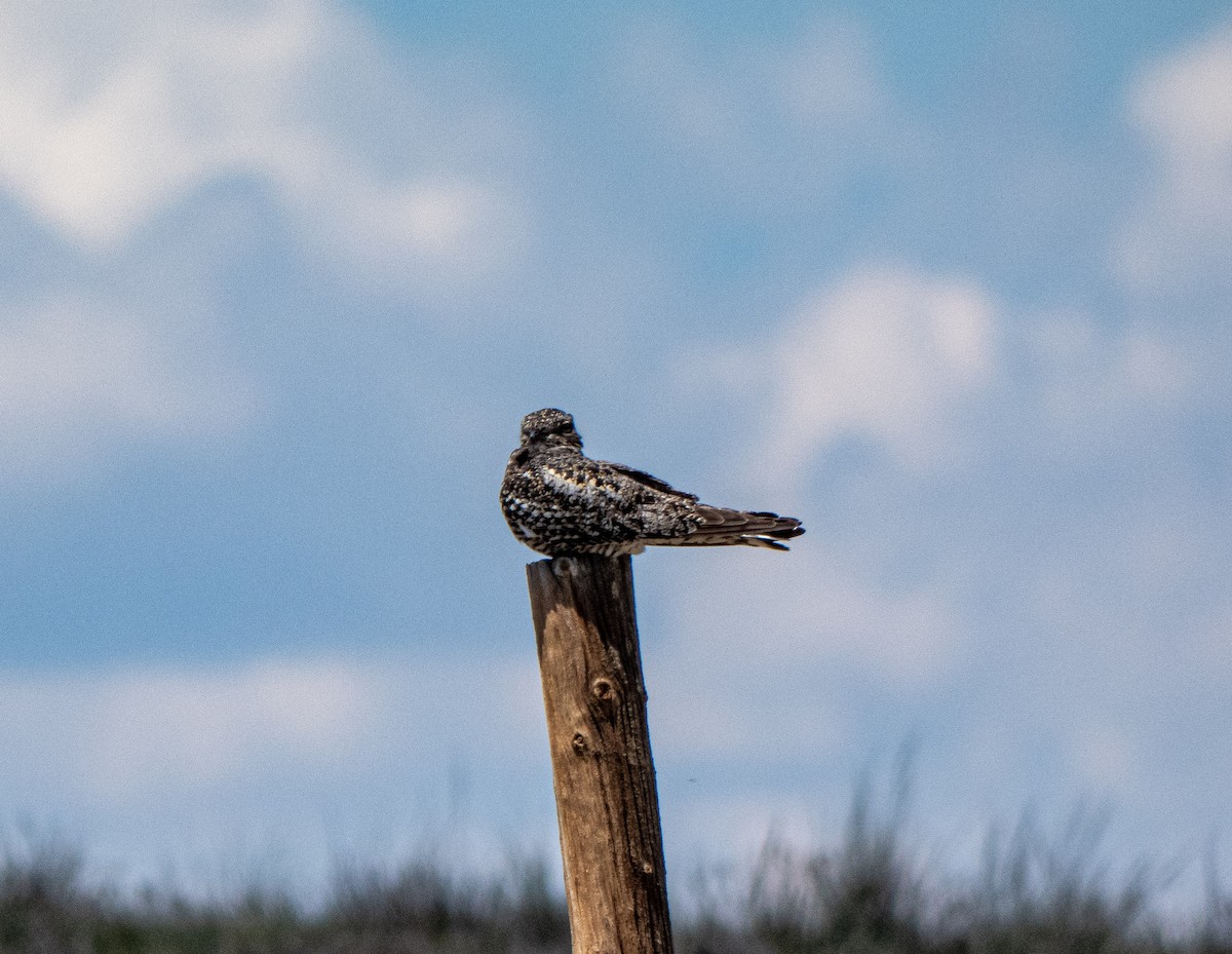 Common Nighthawk - ML246108601