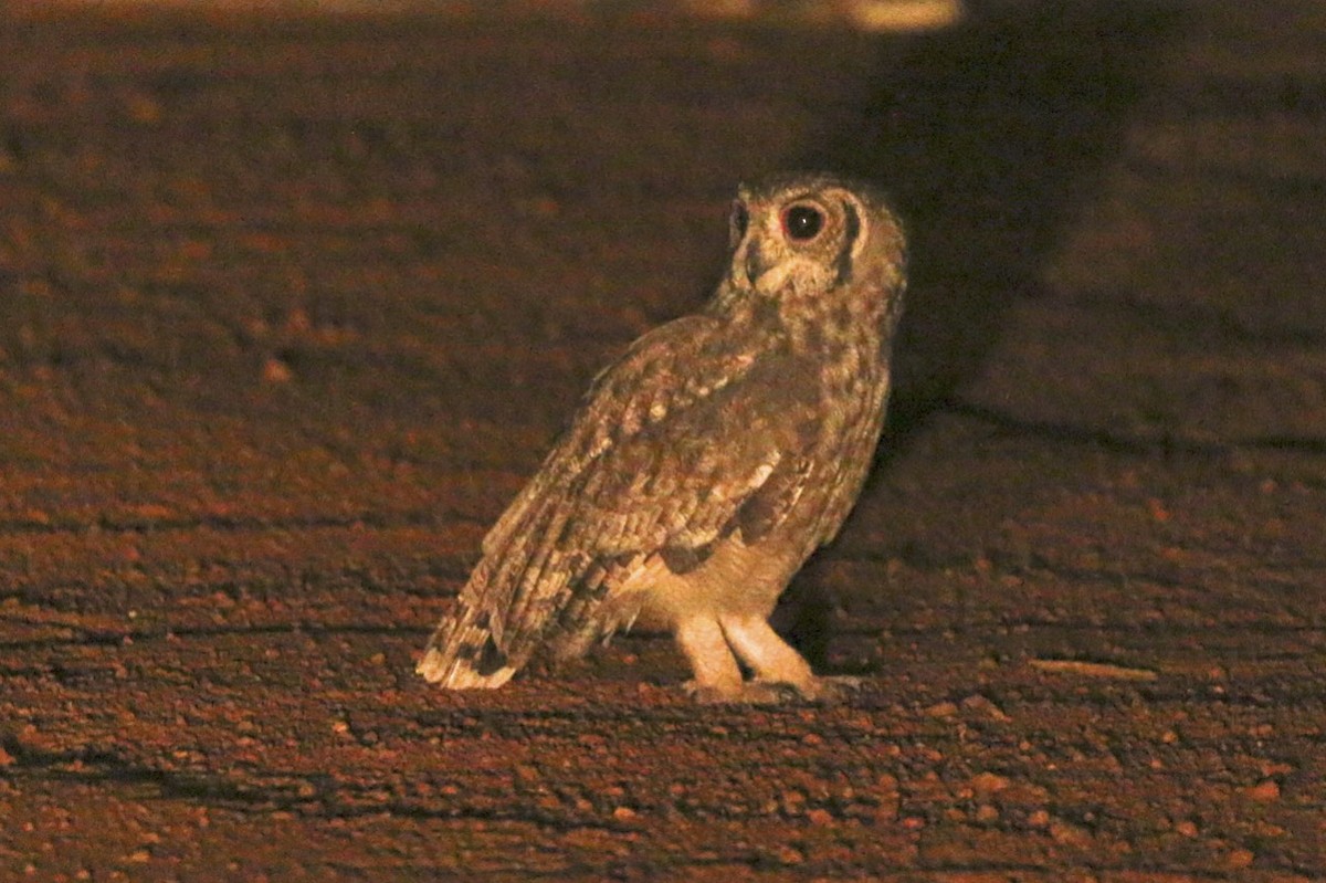 Grayish Eagle-Owl - ML24611001