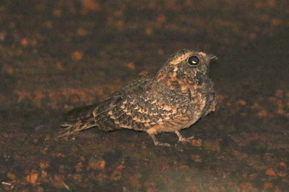 Standard-winged Nightjar - ML24611011