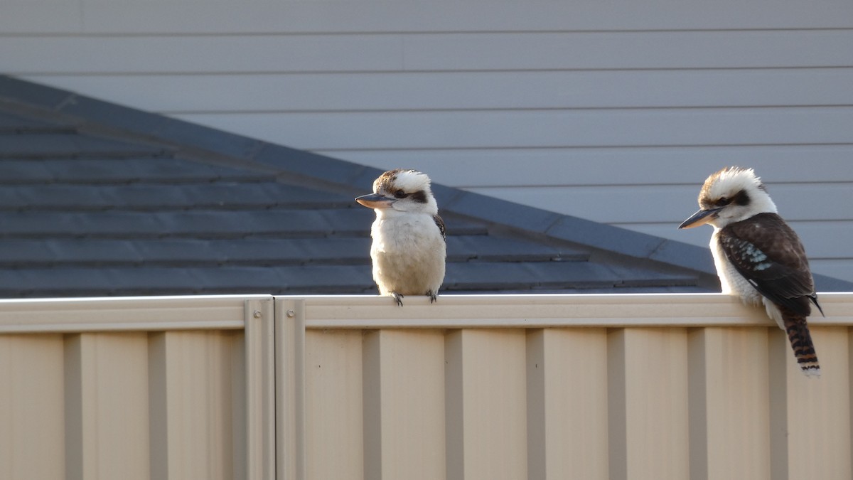 Laughing Kookaburra - ML246112421