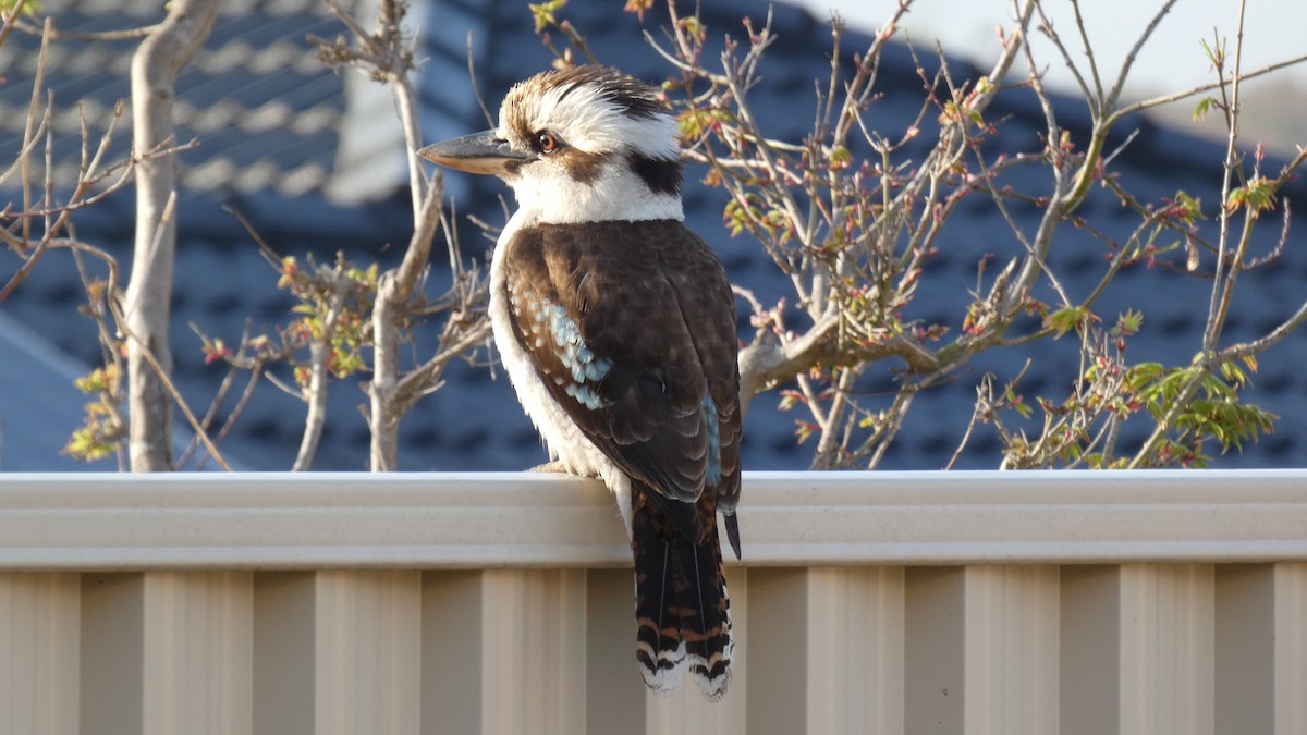 Laughing Kookaburra - ML246112461