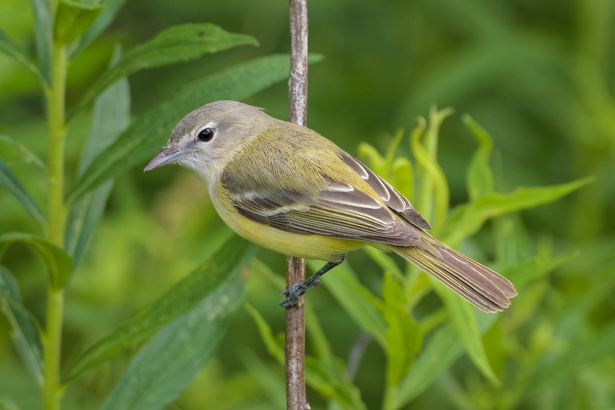 Bell's Vireo - Don Danko