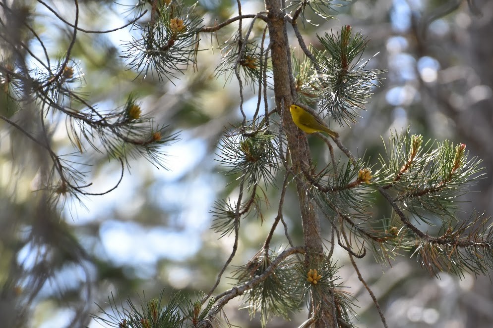 Wilson's Warbler - ML246113241