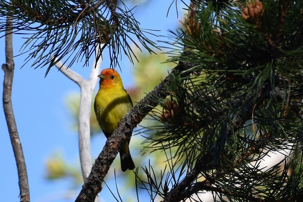 Western Tanager - ML246113481