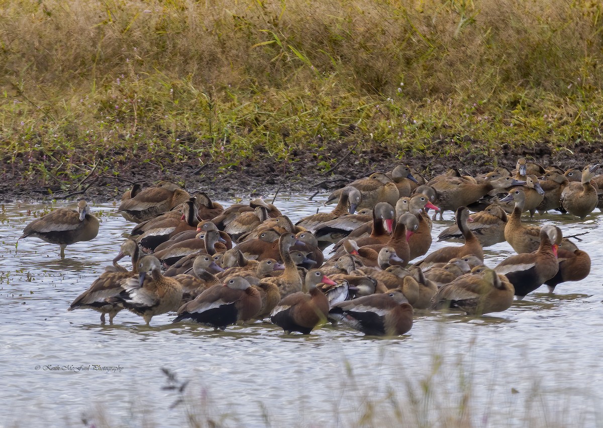 Black-bellied Whistling-Duck - Keith McFaul