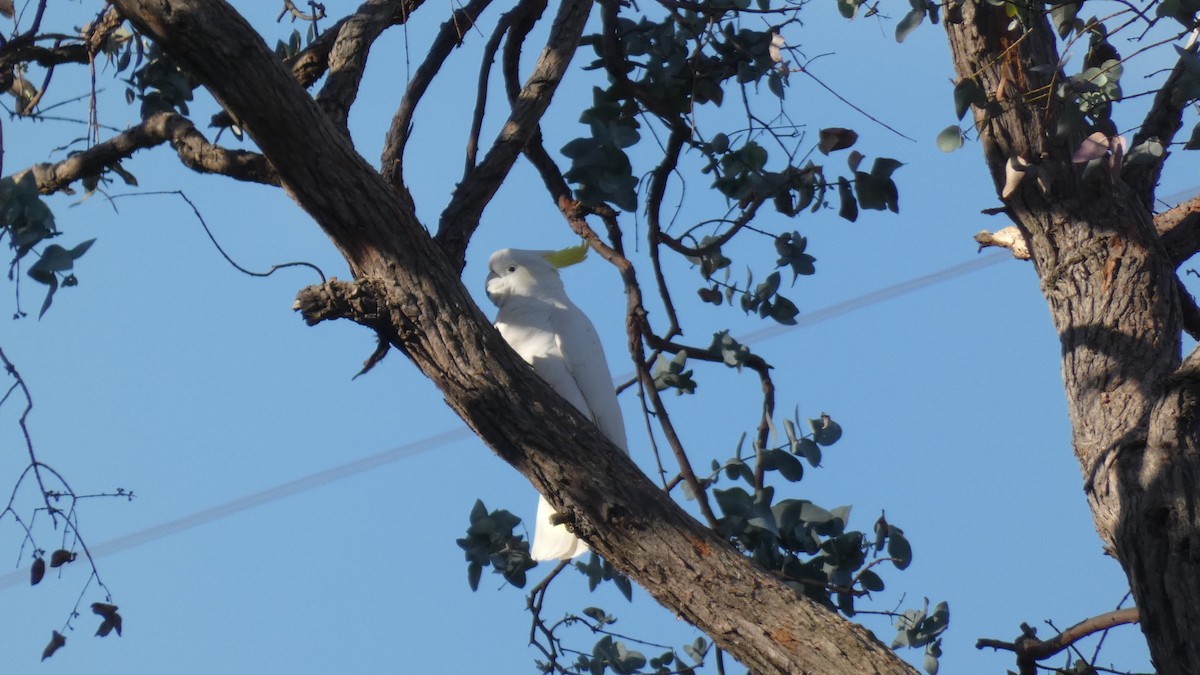 Sulphur-crested Cockatoo - ML246114551