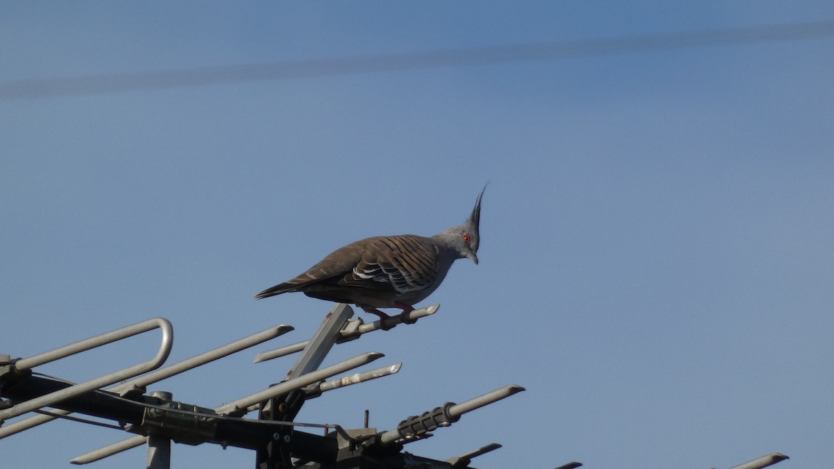Crested Pigeon - ML246114631
