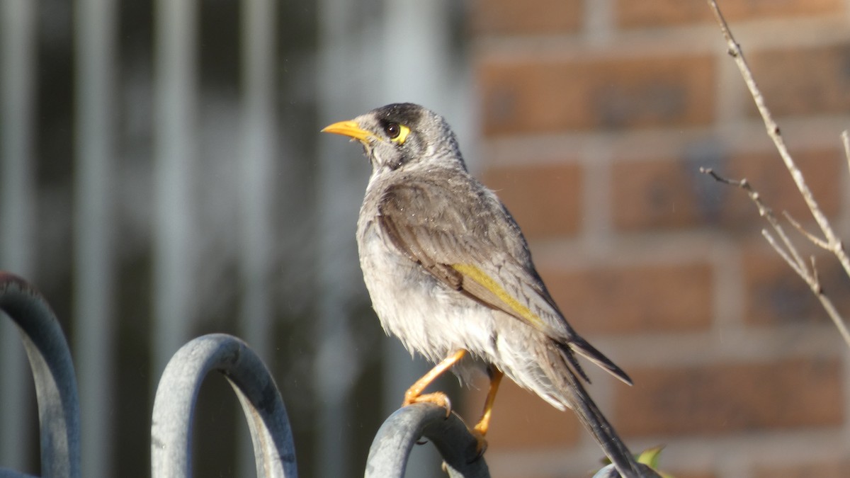 Noisy Miner - ML246114661